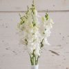 Chantilly White - (F1) Snapdragon Seed