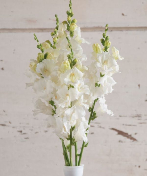 Chantilly White - (F1) Snapdragon Seed