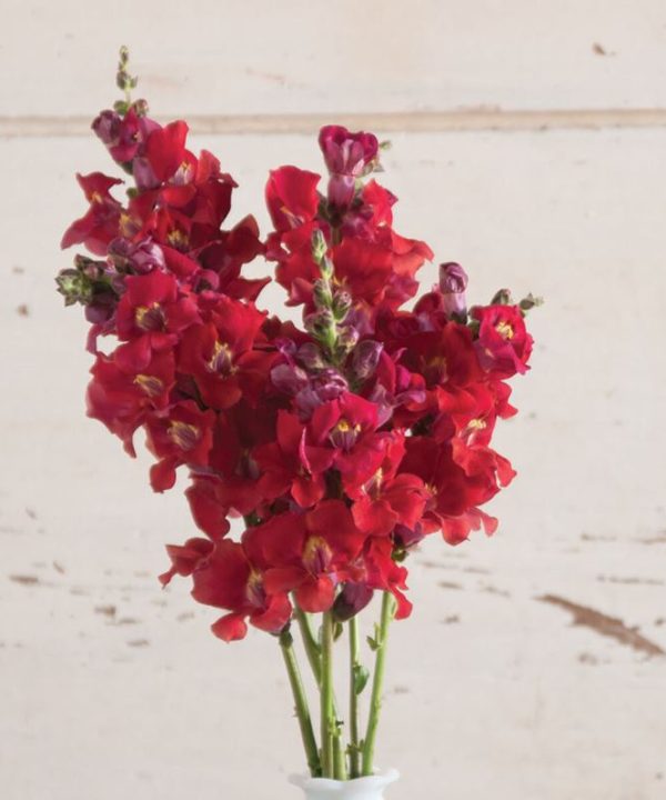Chantilly Velvet - (F1) Snapdragon Seed