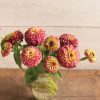 Queen Red Lime - Zinnia Seed
