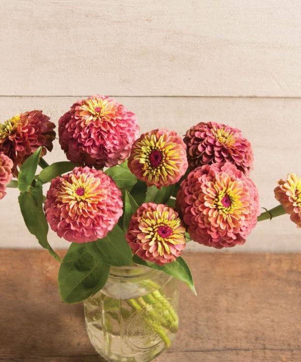 Queen Red Lime - Zinnia Seed