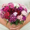 Volcano Mix - Organic Dianthus Seed