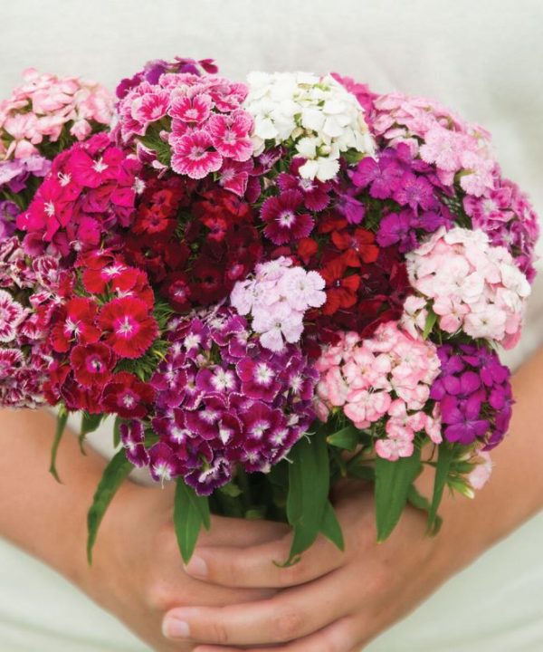Volcano Mix - Organic Dianthus Seed