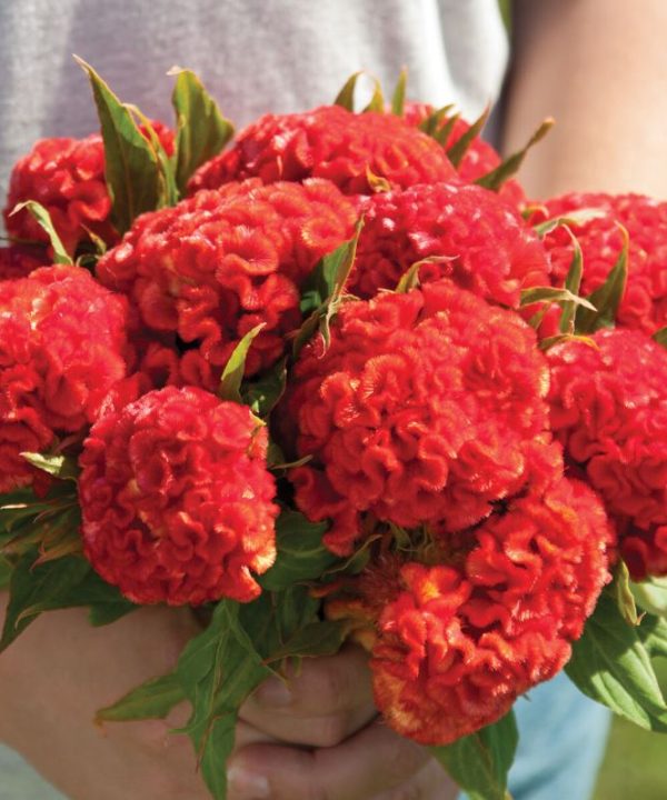 Chief Persimmon - Celosia Seed