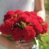 Chief Fire - Celosia Seed