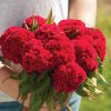 Chief Carmine - Celosia Seed