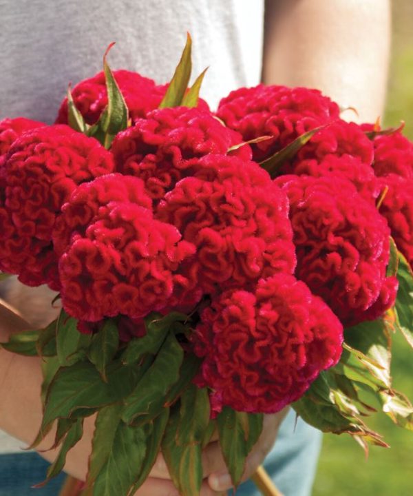 Chief Carmine - Celosia Seed