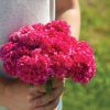Chief Rose - Celosia Seed