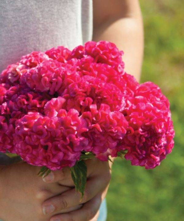Chief Rose - Celosia Seed