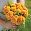 Chief Gold - Celosia Seed