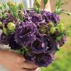 Rosanne Black Pearl Lisianthus