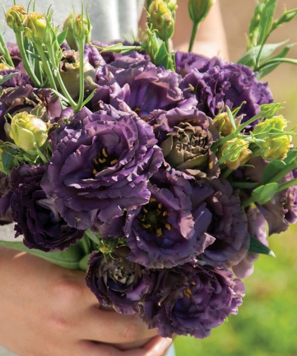 Rosanne Black Pearl Lisianthus