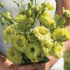 Rosanne Green - Lisianthus Seed