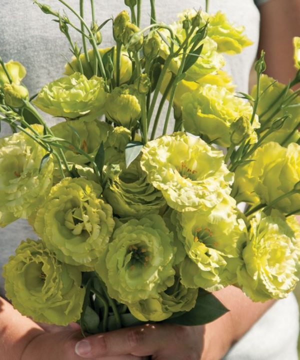 Rosanne Green - Lisianthus Seed
