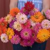 Cactus Flowered Mix - Zinnia Seed