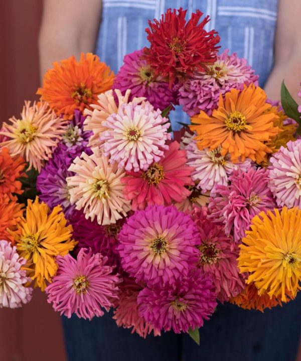 Cactus Flowered Mix - Zinnia Seed
