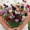 Pincushion Formula Mix - Scabiosa Seed