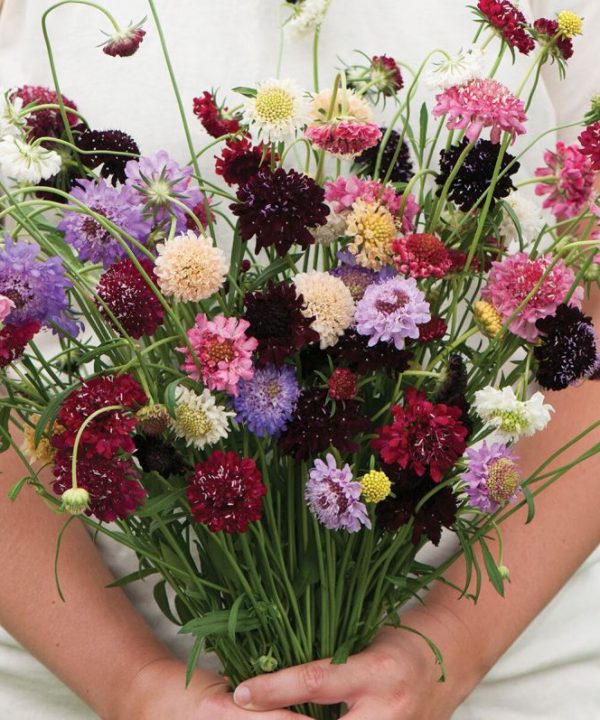 Pincushion Formula Mix - Scabiosa Seed