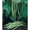 Tavera - Organic Bean Seed