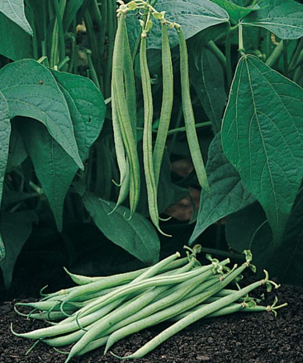 Tavera - Organic Bean Seed