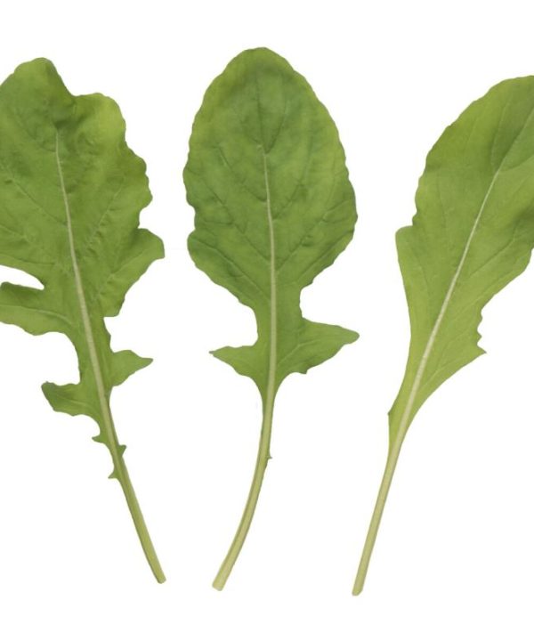 Astro - Arugula Seed
