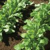 Astro - Organic Arugula Seed