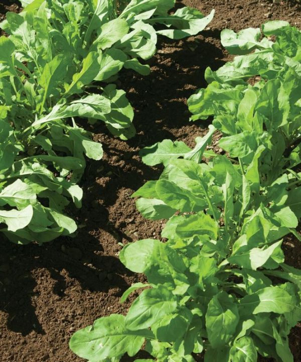 Astro - Organic Arugula Seed
