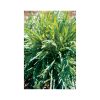 Minutina - Specialty Green Seed