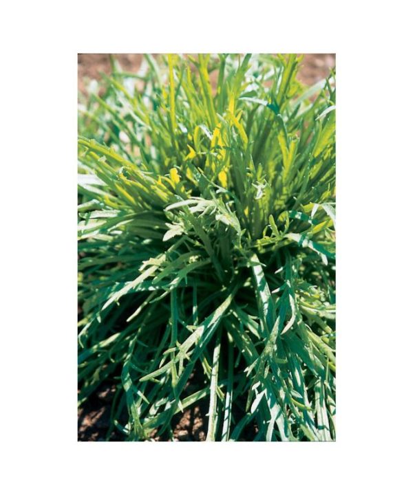 Minutina - Specialty Green Seed