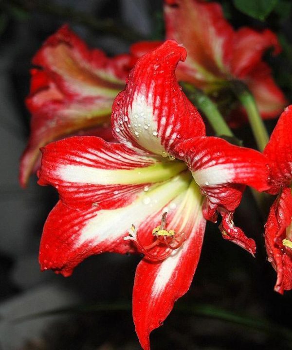 2019 Real Top Fashion Outdoor Plants Seeds Gorgeous Color Flower