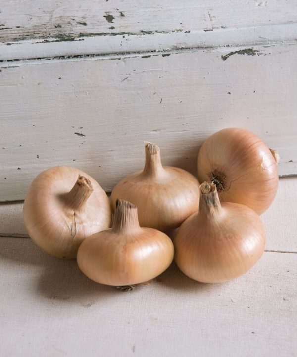Gold Coin - Onion Seed