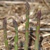Jersey Knight - (F1) Asparagus Seed