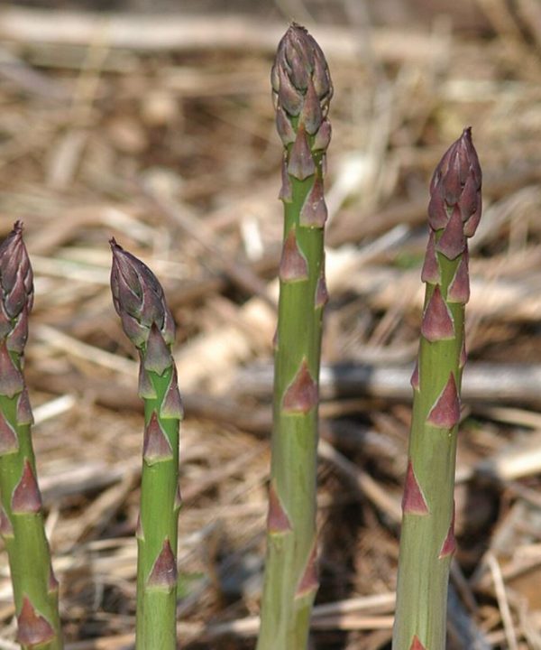 Jersey Knight - (F1) Asparagus Seed