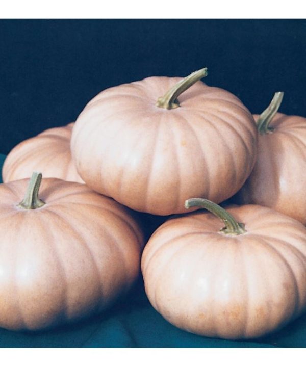 Long Island Cheese - Pumpkin Seed