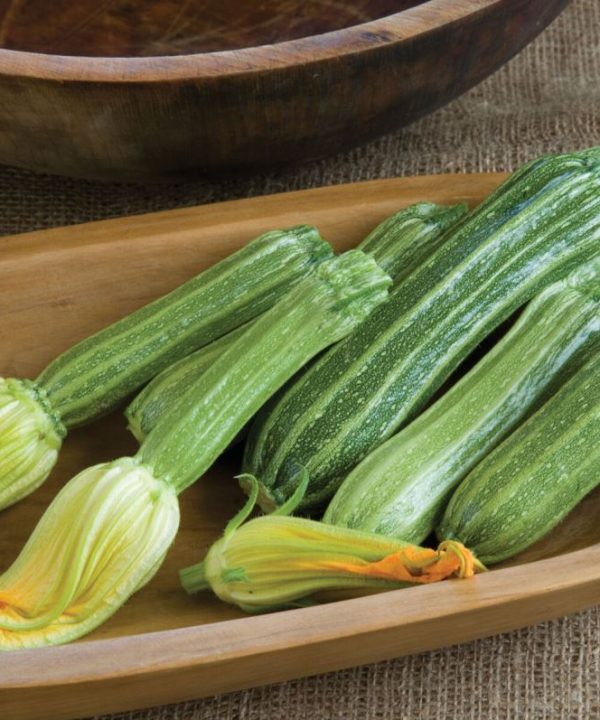 Costata Romanesco - Zucchini Squash Seed
