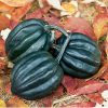 Tuffy - Organic Acorn Squash Seed
