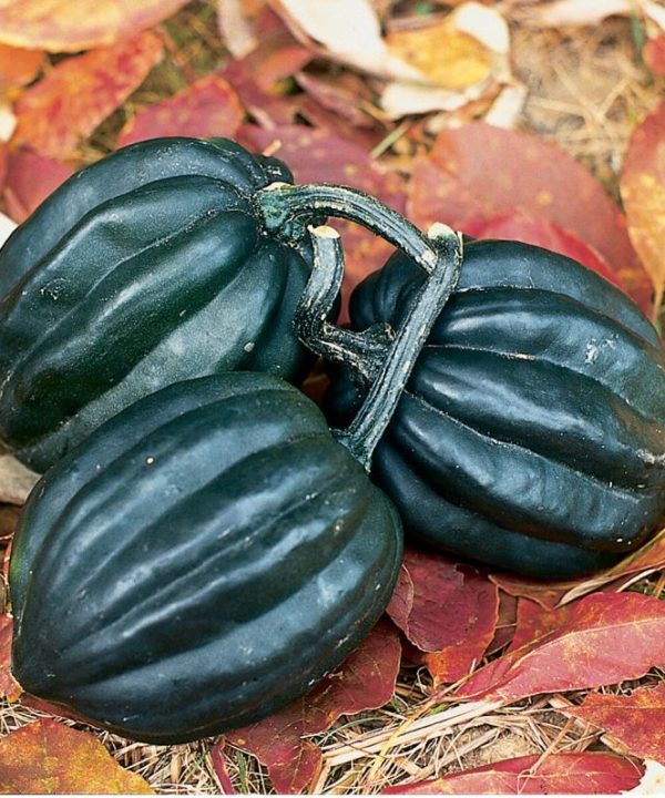 Tuffy - Organic Acorn Squash Seed