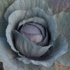 Red Express - Cabbage Seed