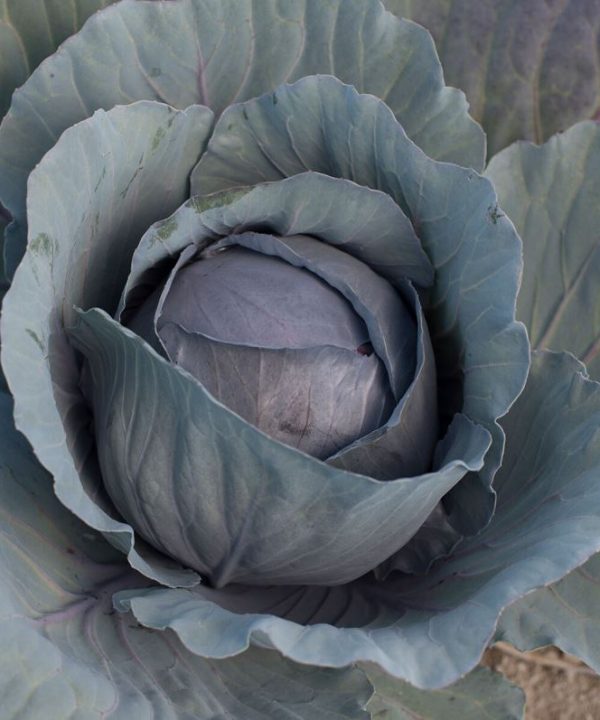 Red Express - Cabbage Seed