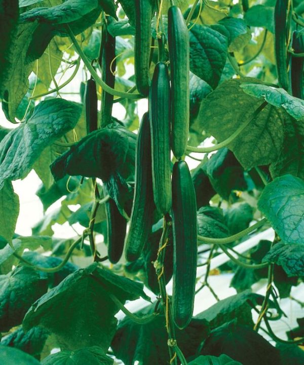 Tyria - Organic (F1) Cucumber Seed