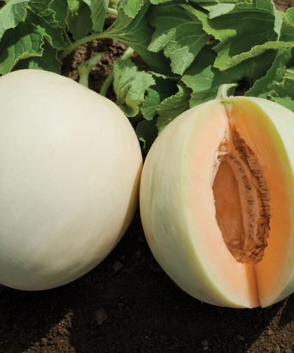 Honey Orange - (F1) Melon Seed