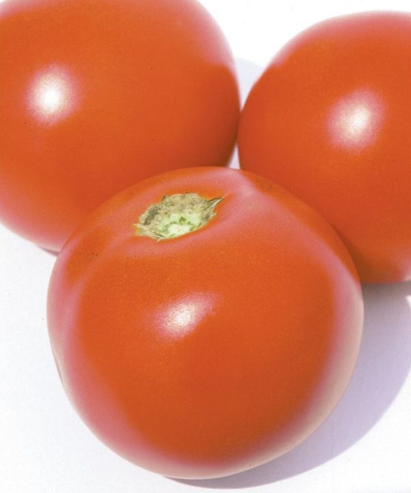 Estiva - (F1) Tomato Seed