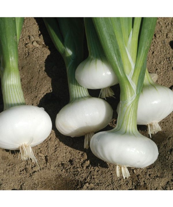 Bianca Di Maggio - Onion Seed