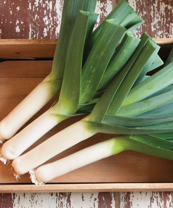 Tadorna - Leek Seed