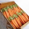 Napoli - Organic (F1) Carrot Seed