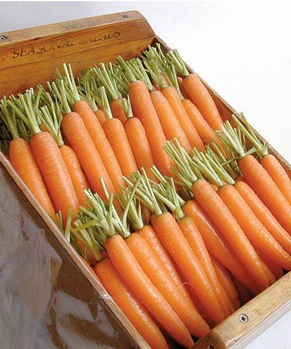 Napoli - Organic (F1) Carrot Seed