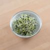 Onion - Sprouting Seeds