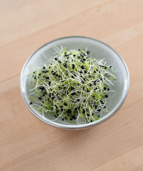 Onion - Sprouting Seeds