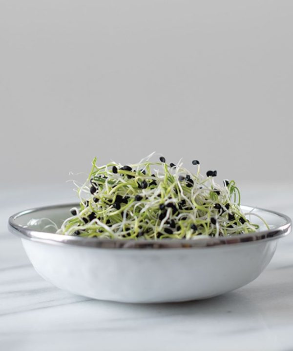 Onion - Organic Sprouting Seeds
