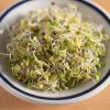 Broccoli - Sprouting Seeds